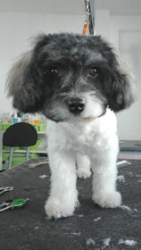 Buddy nachher