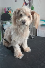 Terrier Mix Elly
