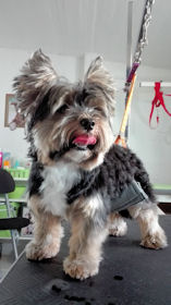 Biewer Yorky Rocky