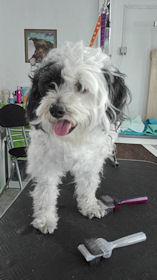 Malteser Rudi