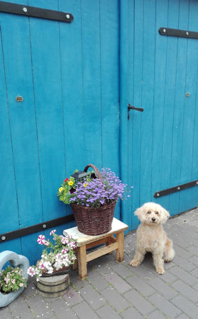 Hundeatelier