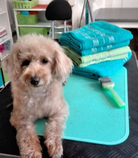 hundeatelier innen