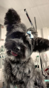 Happy Dog