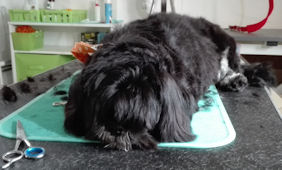 Hund schl&auml;ft beim Schneiden